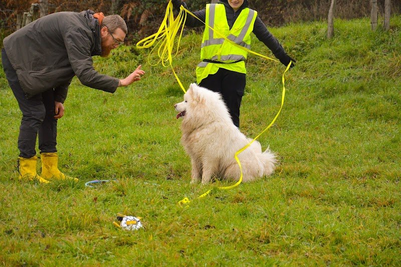 Du chien à l'Homme Éducation canine | Méthode positive| Séance collective | Bilan comportemental | Séance individuelle - photo 3