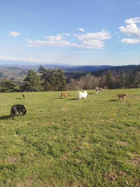 Garde à Woofs - Garde à Mious - Pension canine et féline Nord Ardèche - photo 2