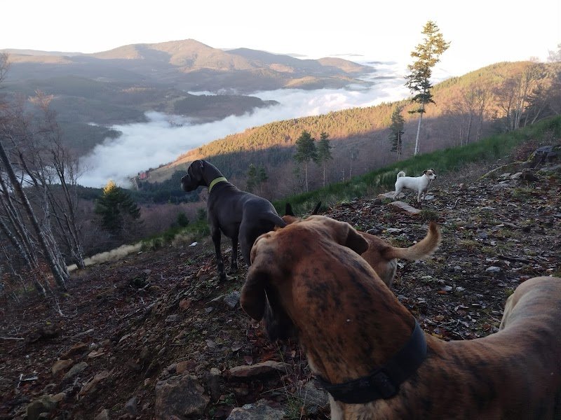 Garde à Woofs - Garde à Mious - Pension canine et féline Nord Ardèche - photo 3