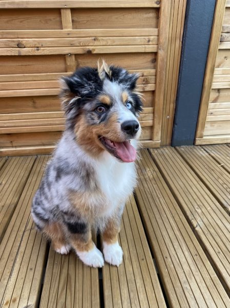 Élevage canin des crocs du vivarais - photo 1