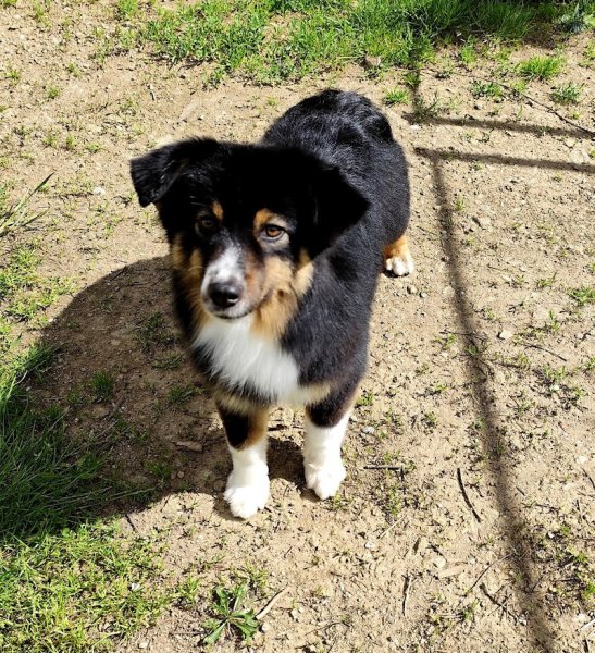 Élevage canin des crocs du vivarais - photo 2