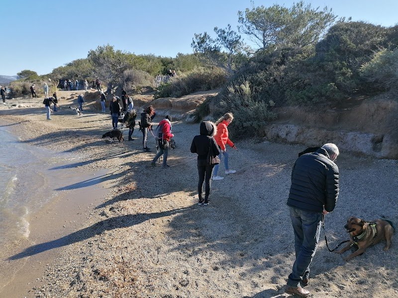 Ecole du chien - Saint Cyr sur Mer - photo 3