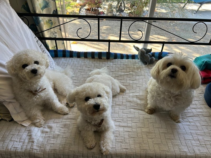 Pension canine Cokoon toutou - photo 1