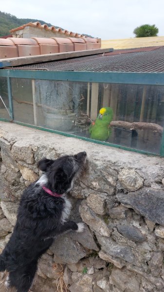 Pension canine Cokoon toutou - photo 2