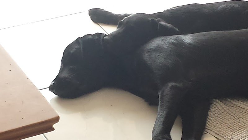 Connexion Canine Lyon - Éducateur canin Lyon