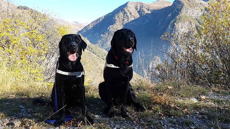 Connexion Canine Lyon - Éducateur canin Lyon - photo 3