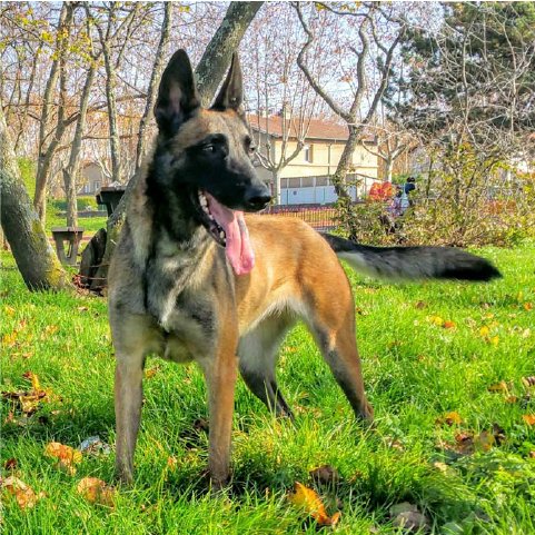 JULIEN EDU'CANINE - photo 1