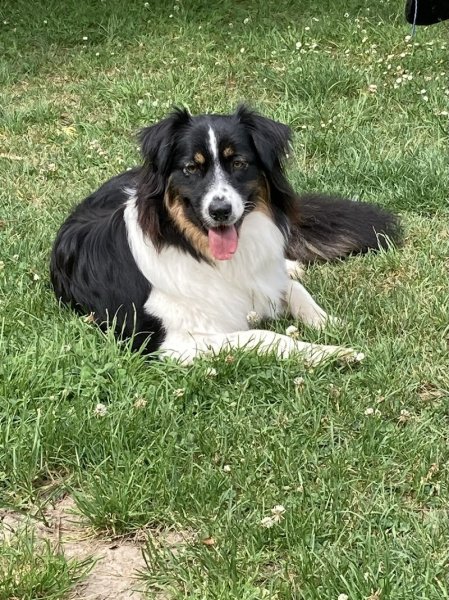 Education et Loisirs Canins du Santerre - photo 3