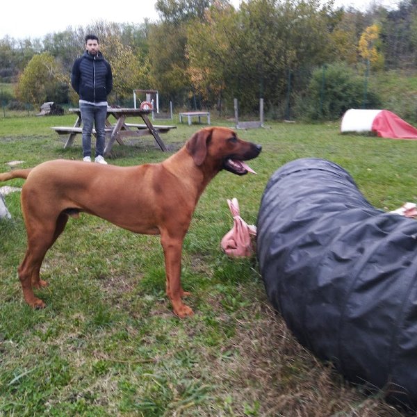 Lavore Saint -Regis Du Coin Éducateur Canin - photo 3