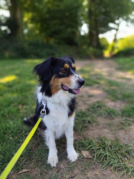 Edouard Fremont Education-Rééducation canine