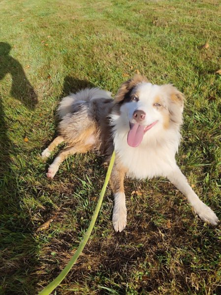 Edouard Fremont Education-Rééducation canine - photo 2