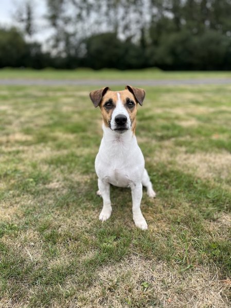 Edouard Fremont Education-Rééducation canine - photo 3