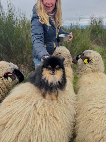 Pension canine Heaven dog - photo 1