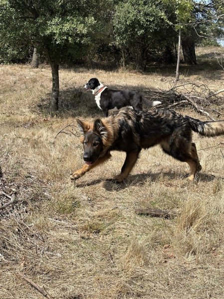 Pension canine Heaven dog - photo 2