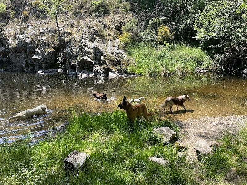 Pension canine Heaven dog - photo 3