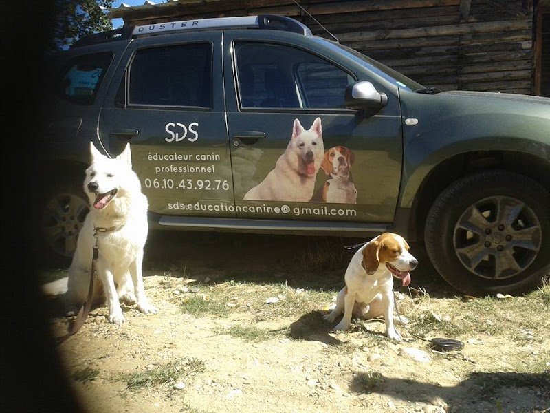 sds education canine - photo 1