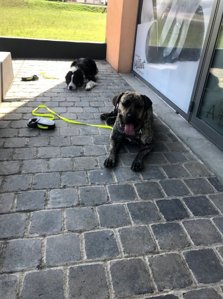 sds education canine - photo 2