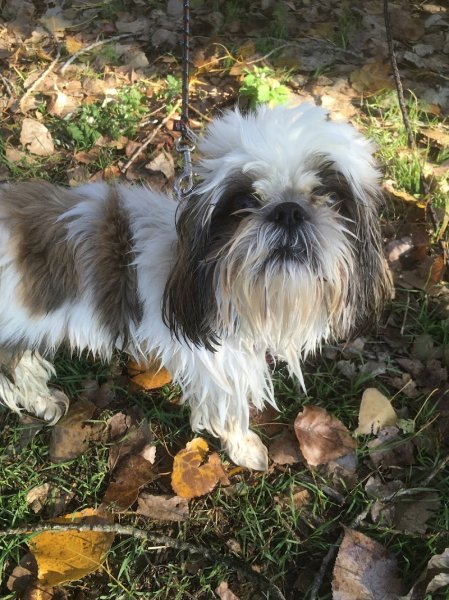 sds education canine - photo 3