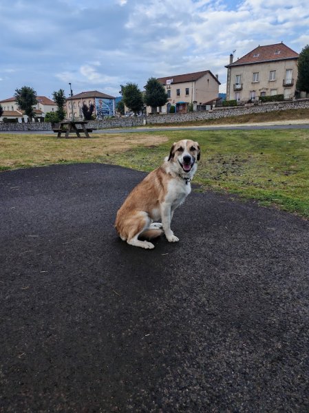 RK Smilingdog - photo 1