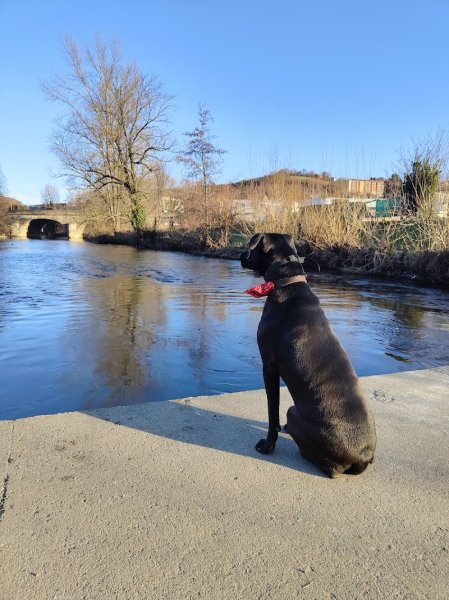 RK Smilingdog - photo 2