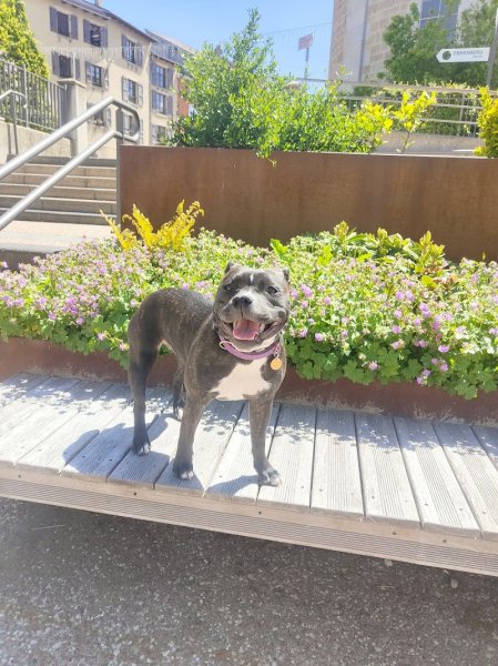 RK Smilingdog - photo 3