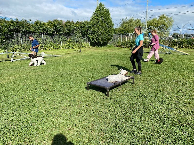 Complexe canin Le Baron - photo 1