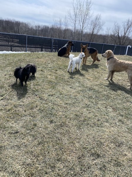 Complexe canin Le Baron - photo 2