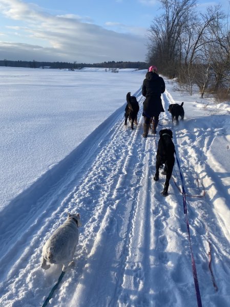 Complexe canin Le Baron - photo 3