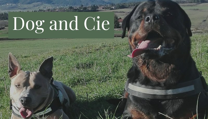 Dog & Cie - Educateur canin comportementaliste et Petsitter