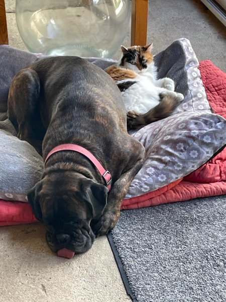 Dog & Cie - Educateur canin comportementaliste et Petsitter - photo 2