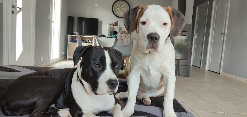 Dog & Cie - Educateur canin comportementaliste et Petsitter - photo 3