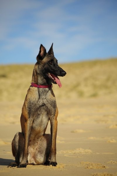 Éducateur comportementaliste canin à Saint-Germain-du-Puch - Camille Bruand - photo 2