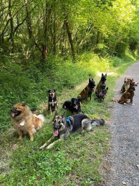 Éducateur comportementaliste canin à Saint-Germain-du-Puch - Camille Bruand - photo 3