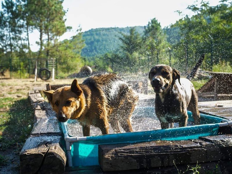 Village Canin des Cévennes - photo 1