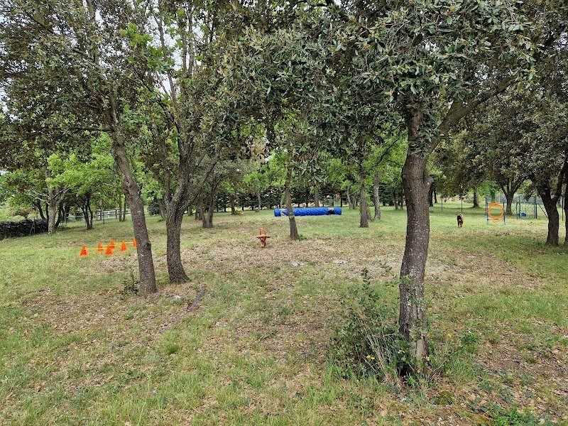 Centre canin et éducation canine Gard - Arnaud Demetre - Dog Earth