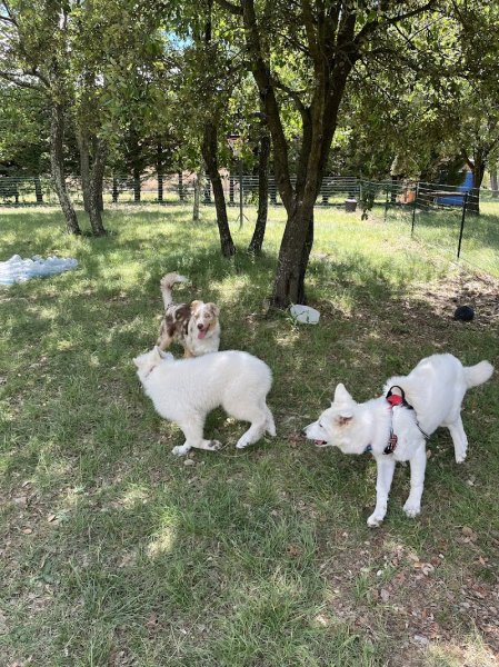 Centre canin et éducation canine Gard - Arnaud Demetre - Dog Earth - photo 3