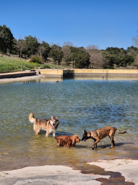 PENSION CANINE DU VALAT DE PERRET - photo 2