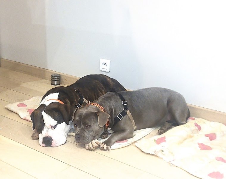 PENSION CANINE DU VALAT DE PERRET - photo 3