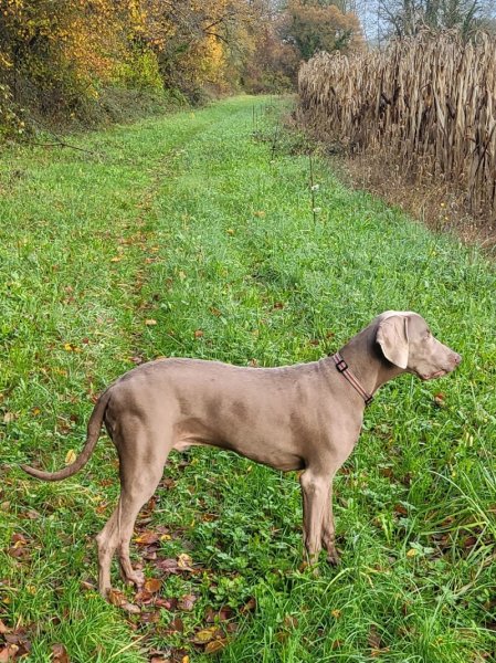 Dressage canin 16 - photo 1