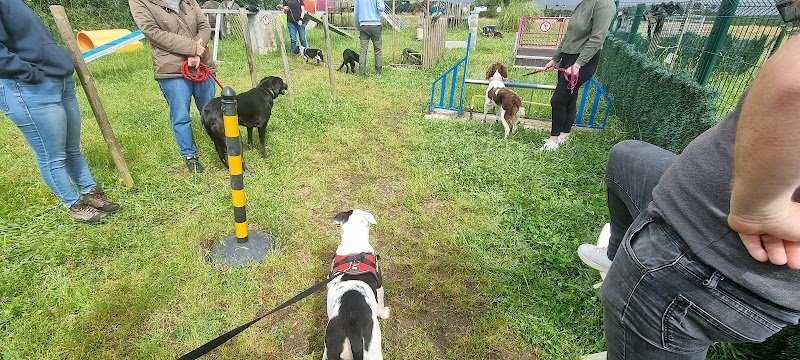 Dressage canin 16 - photo 2