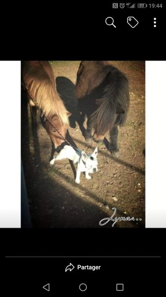 Dressage canin 16 - photo 3