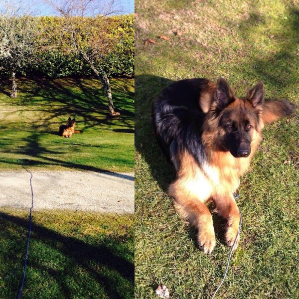 Périgueux Education Canine - photo 1