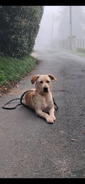 Périgueux Education Canine - photo 2