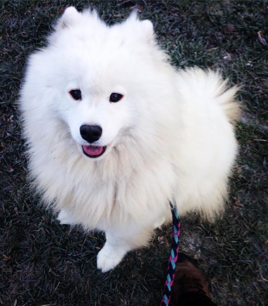 Périgueux Education Canine - photo 3