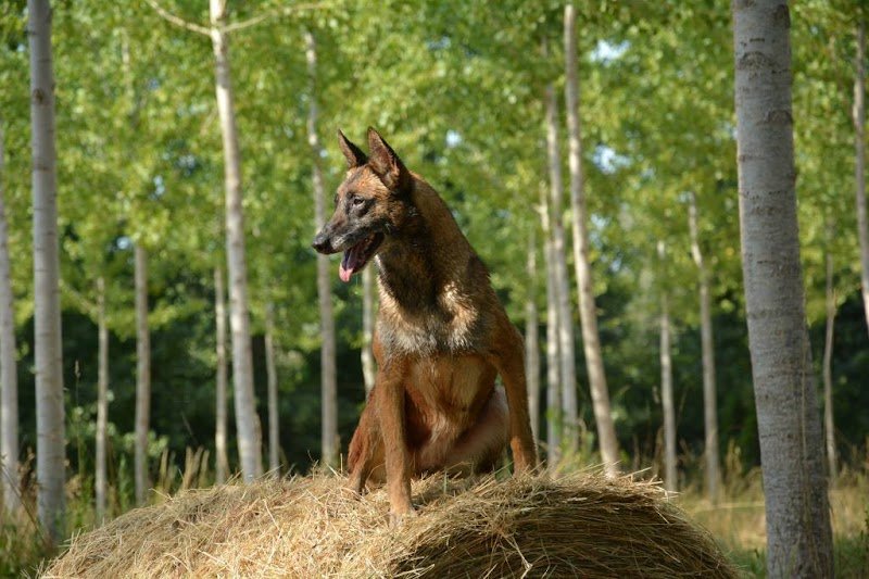 Centre d'Education Canine du Sarladais - photo 1