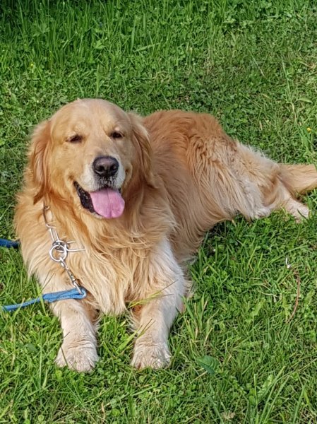 Centre d'Education Canine du Sarladais - photo 2