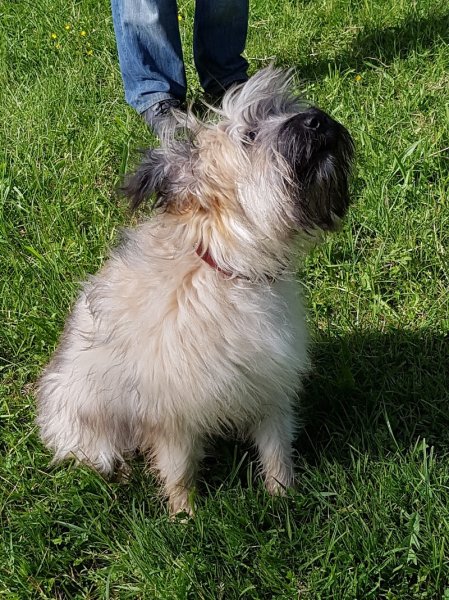 Centre d'Education Canine du Sarladais - photo 3