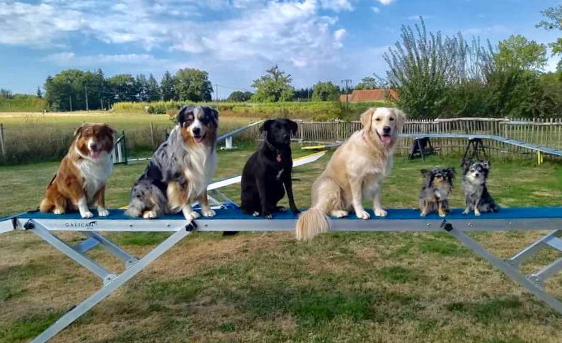 Amberslade Education et Agility Canine