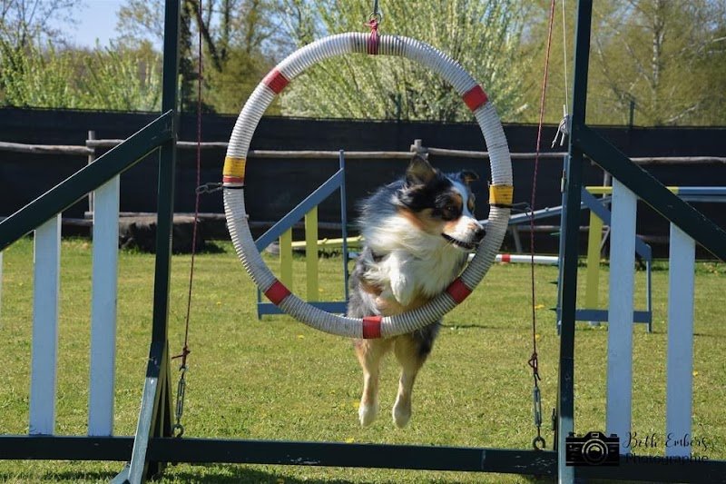 Amberslade Education et Agility Canine - photo 2