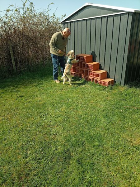 Amberslade Education et Agility Canine - photo 3